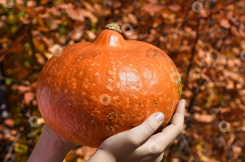Скачать Яркая оранжевая тыква в руках ребенка фотосток Ozero