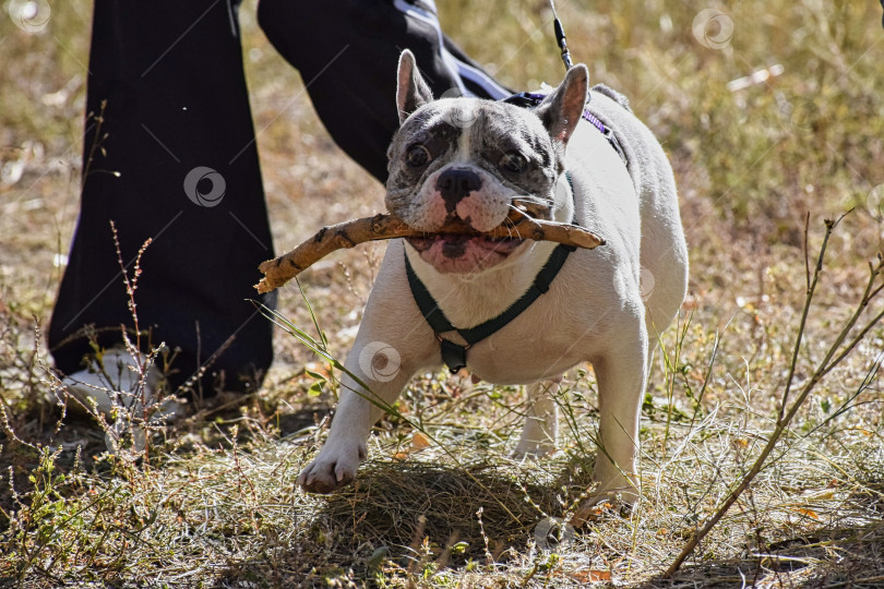 Скачать Собака с хозяйкой гуляют на свежем воздухе фотосток Ozero