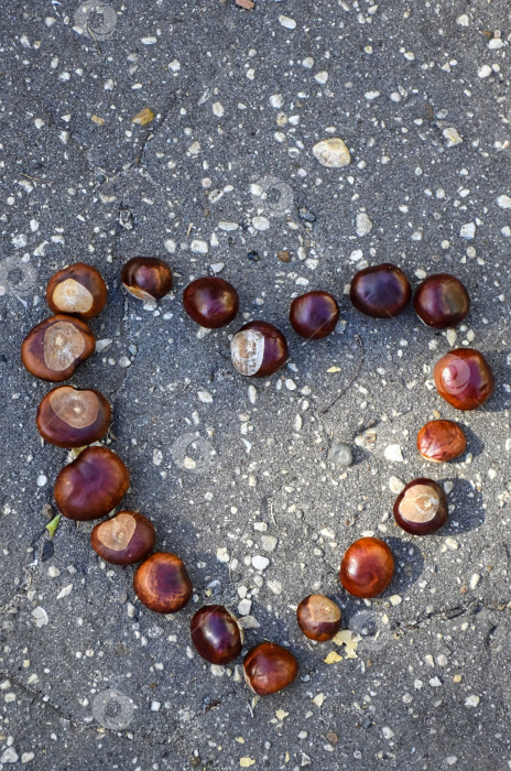 Скачать Плоды конского каштана выложены на асфальте в форме сердца фотосток Ozero