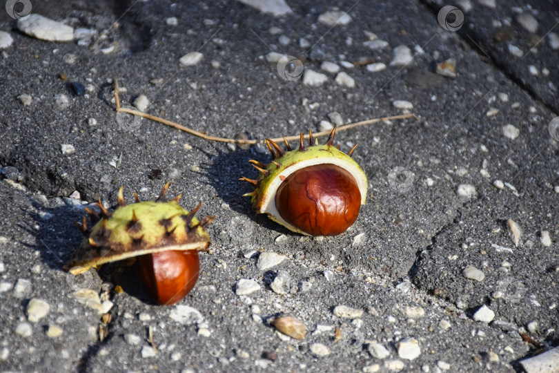Скачать Каштан на асфальте фотосток Ozero