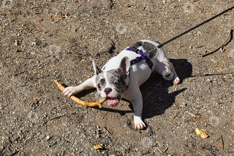 Скачать Французский бульдог играет с большой палкой фотосток Ozero