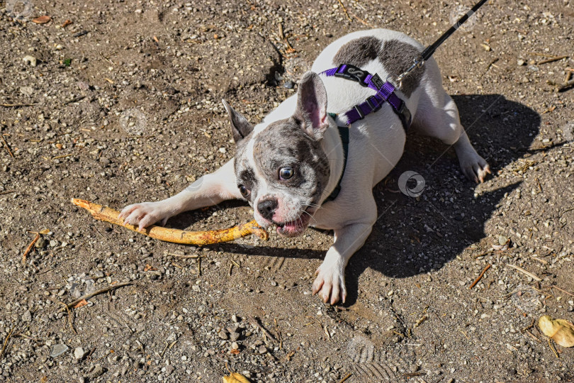 Скачать Собака играет с палкой фотосток Ozero