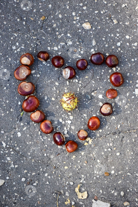 Скачать Каштаны на асфальте выложены в форме сердца фотосток Ozero