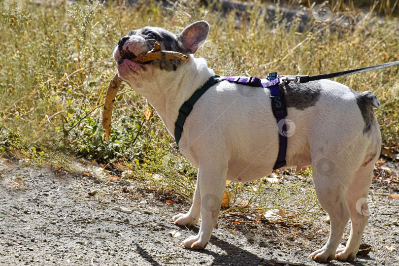 Скачать Собака породы французский бульдог держит в зубах палку фотосток Ozero