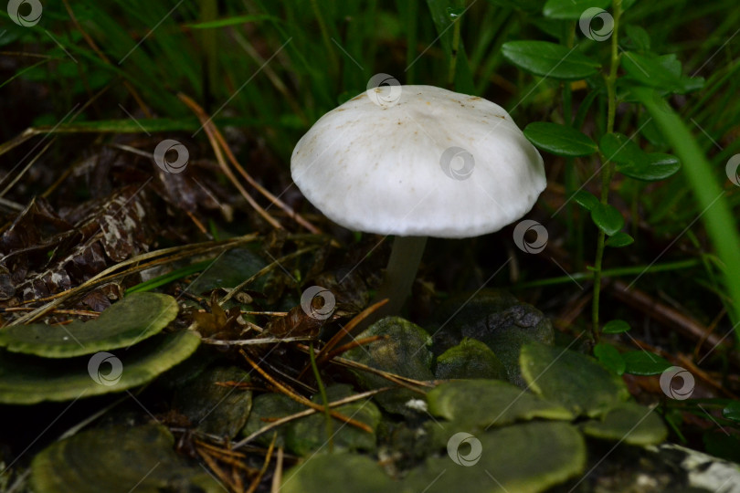 Скачать Белый лесной гриб после дождя фотосток Ozero