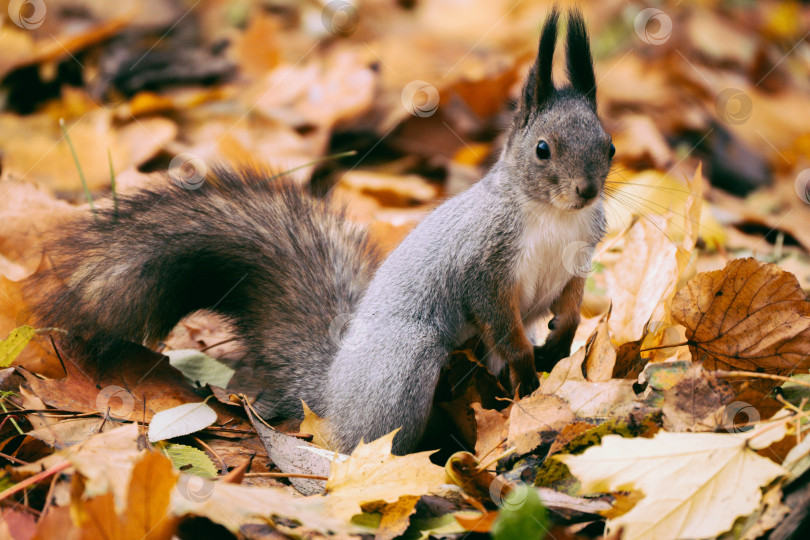 Скачать Белка в парке Александрино фотосток Ozero