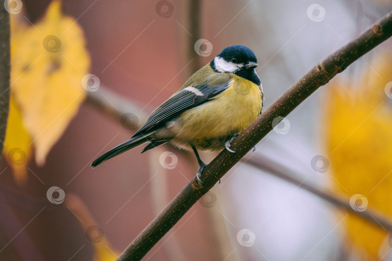 Скачать Синица сидит на ветке дерева в парке Александрино фотосток Ozero