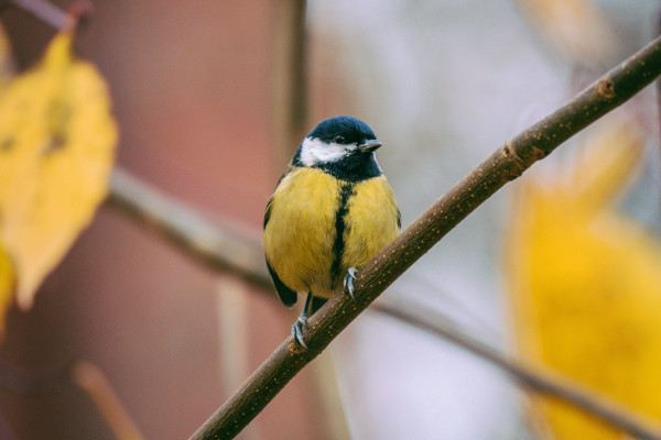 [object Object] undefined
