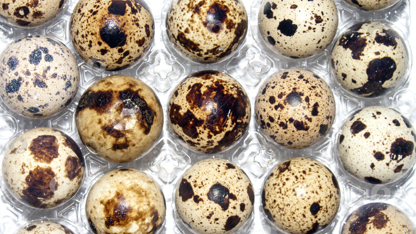 Скачать Перепелиные яйца являются диетическим продуктом питания. История приготовления перепелиных яиц.Перепелиные яйца в упаковке.Перепелиные яйца. фотосток Ozero