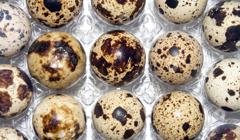 Скачать Перепелиные яйца - диетический продукт питания. История приготовления перепелиных яиц.Перепелиные яйца в упаковке.Перепелиные яйца. фотосток Ozero