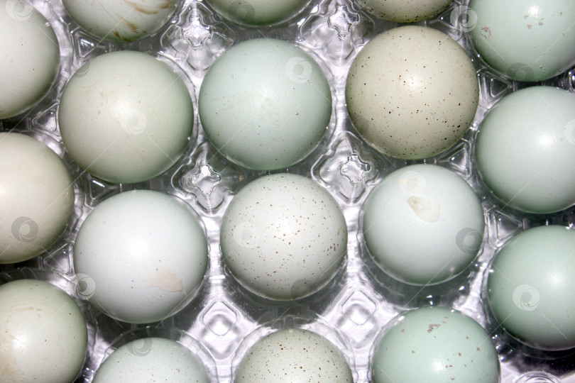 Скачать Перепелиные яйца являются диетическим продуктом питания. История приготовления перепелиных яиц.Перепелиные яйца в упаковке.Перепелиные яйца. фотосток Ozero