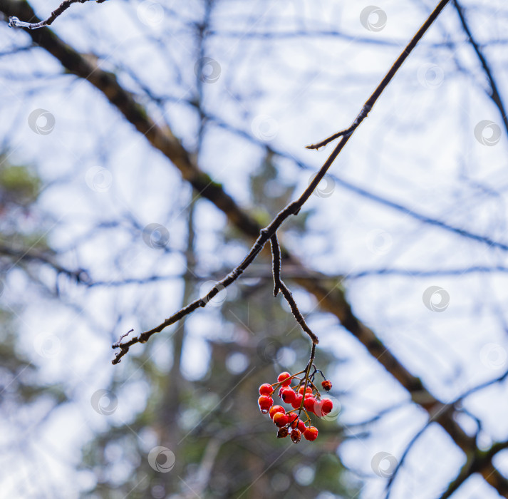 Скачать дерево рябина фотосток Ozero