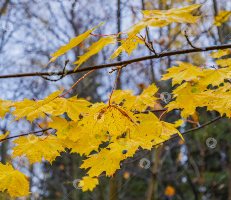 Скачать лист клена осенью фотосток Ozero