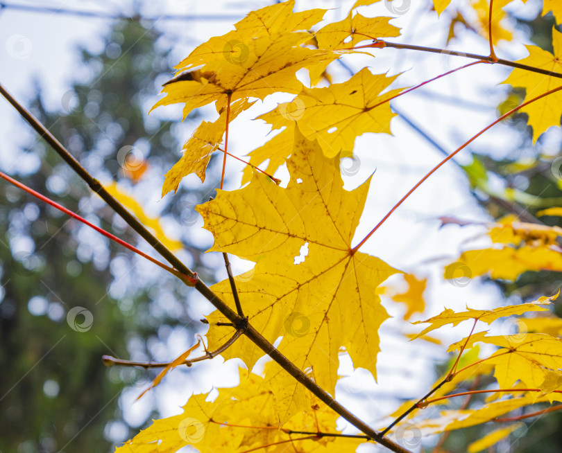 Скачать лист клена осенью фотосток Ozero