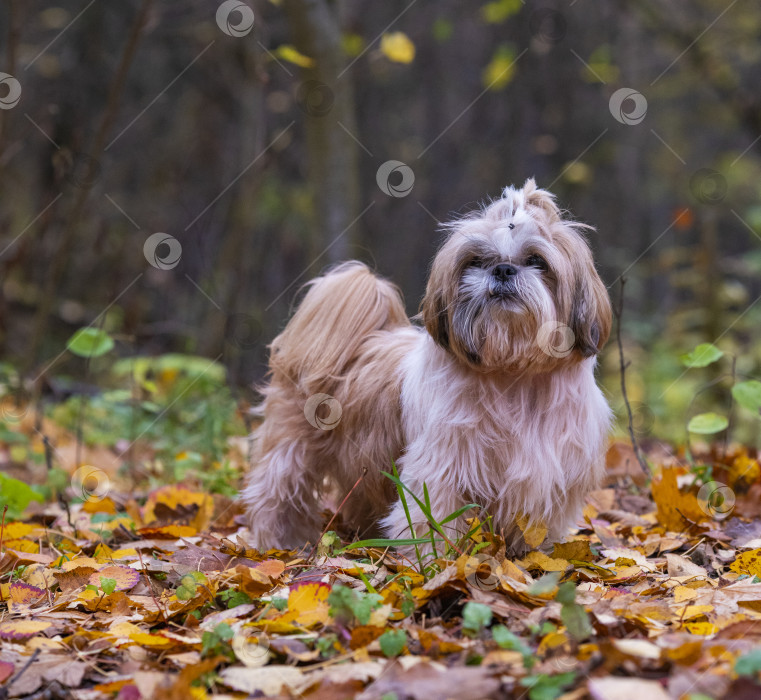 Скачать прогулки с собакой ши-тцу фотосток Ozero