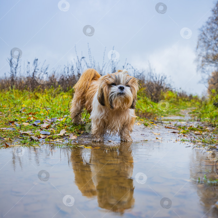 Скачать собака ши тцу стоит возле лужи фотосток Ozero