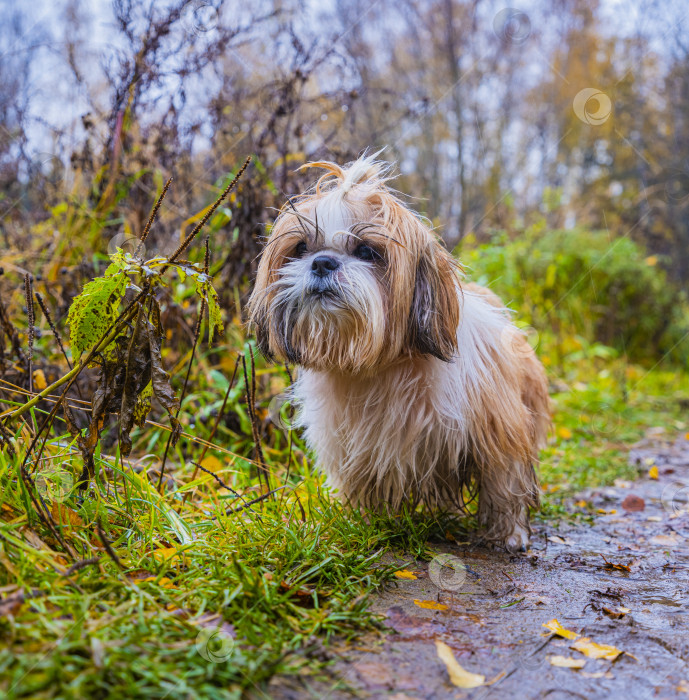 Скачать собака ши тцу стоит на дороге фотосток Ozero
