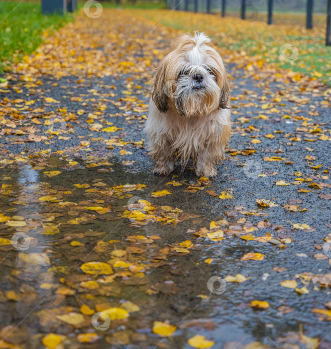 Скачать собака ши-тцу стоит на дороге фотосток Ozero