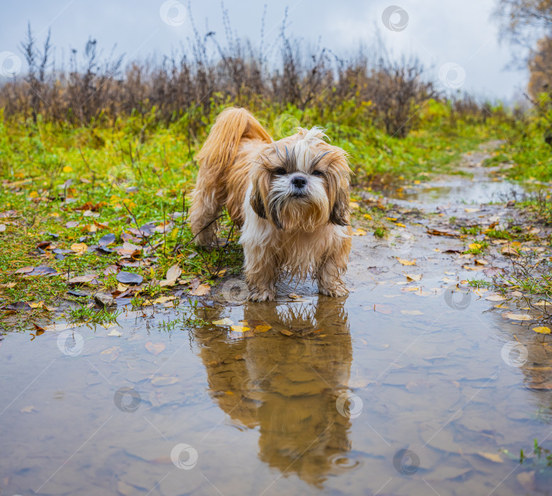 Скачать собака ши тцу фотосток Ozero