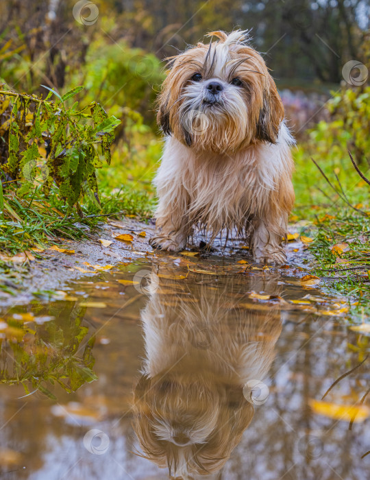 Скачать собака породы ши-тцу фотосток Ozero