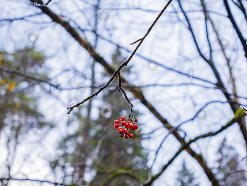 Скачать дерево рябина фотосток Ozero