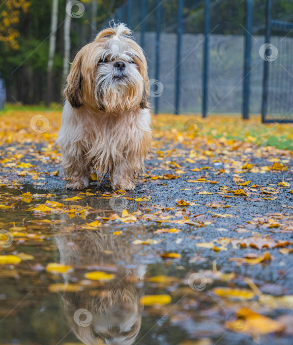 Скачать собака ши-тцу стоит на дороге фотосток Ozero