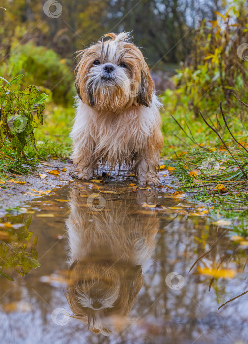 Скачать собака ши тцу стоит фотосток Ozero