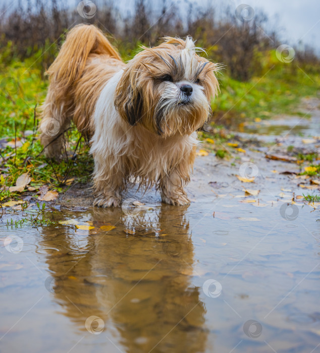 Скачать собака ши тцу стоит возле лужи фотосток Ozero