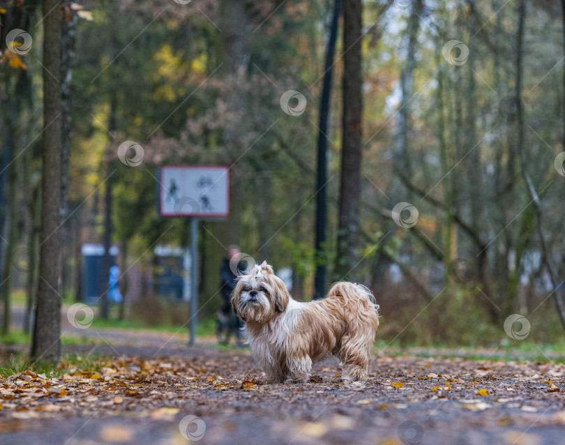 Скачать собака ши тцу стоит на дороге фотосток Ozero