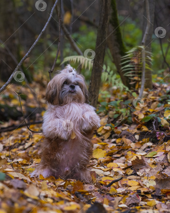 Скачать собака ши тцу гуляет фотосток Ozero