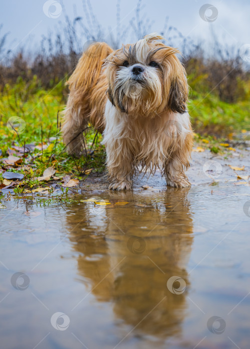 Скачать собака ши тцу фотосток Ozero