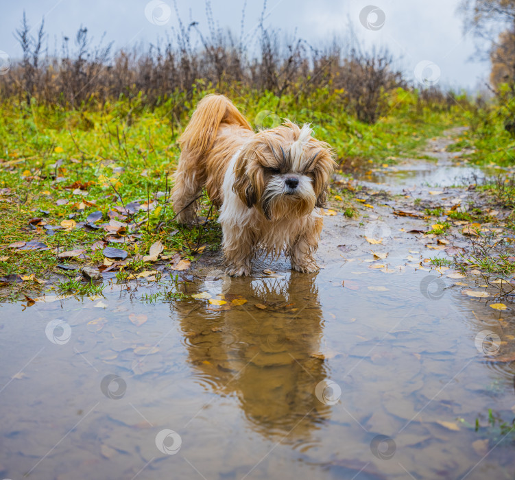 Скачать собака ши-тцу стоит фотосток Ozero