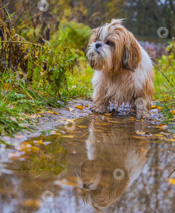 Скачать собака ши тцу стоит возле лужи фотосток Ozero