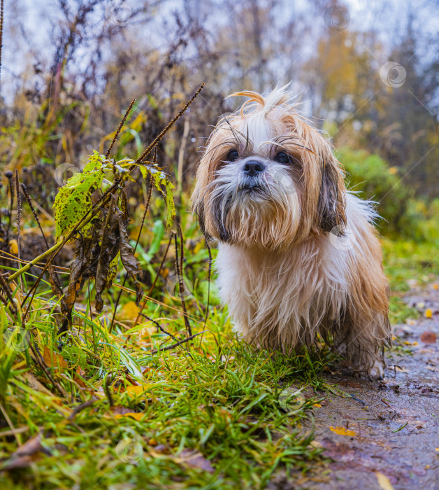 Скачать собака ши тцу стоит на дороге фотосток Ozero