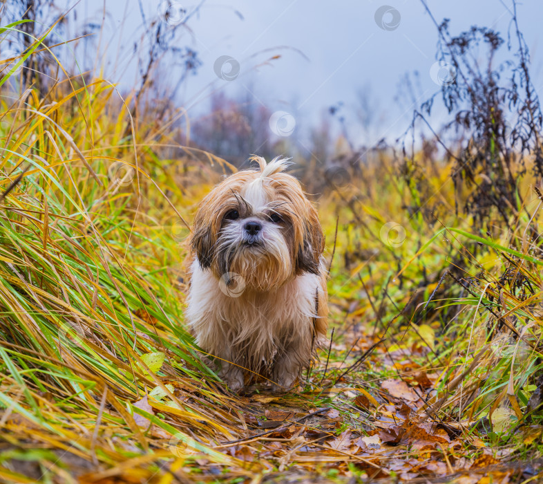 Скачать собака ши тцу стоит на дороге фотосток Ozero