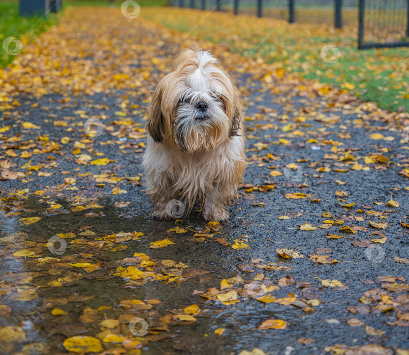Скачать собака ши тцу стоит на дороге фотосток Ozero
