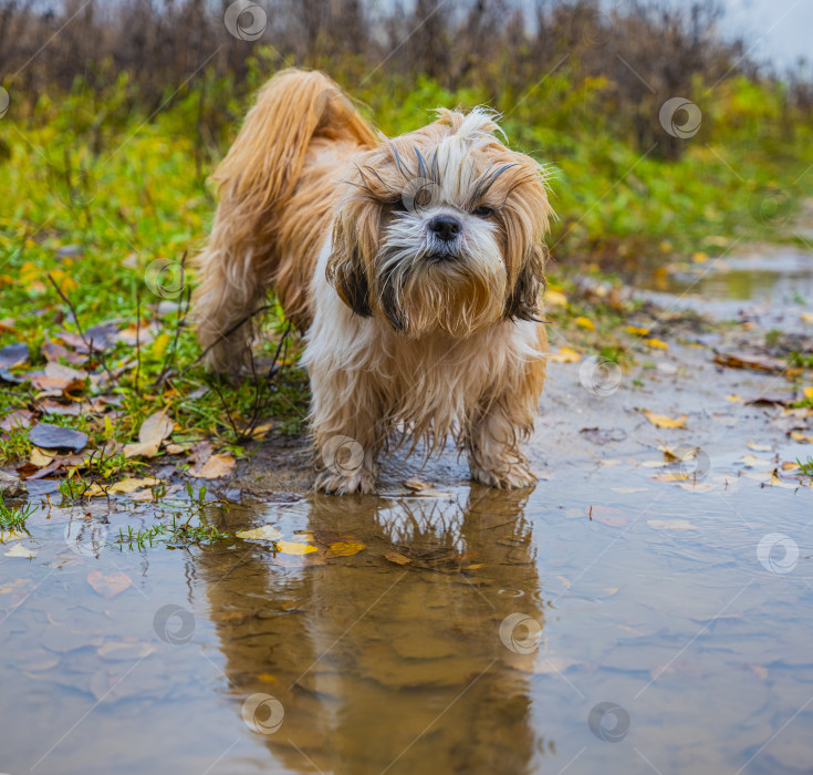 Скачать собака ши тцу фотосток Ozero
