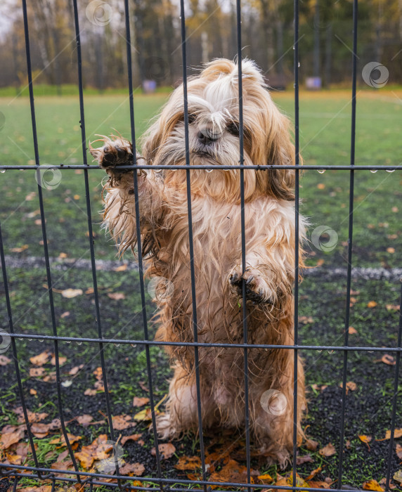 Скачать собака ши тцу стоит возле забора фотосток Ozero