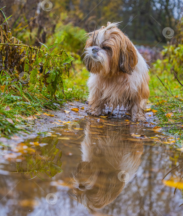 Скачать собака породы ши-тцу фотосток Ozero
