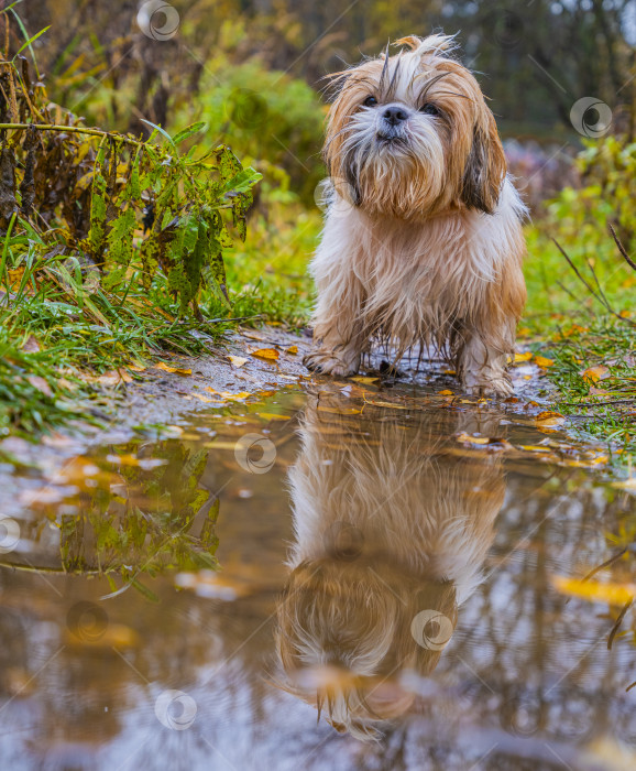 Скачать собака ши-тцу стоит возле лужи фотосток Ozero