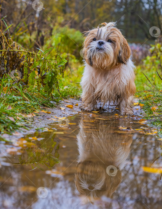 Скачать собака ши тцу стоит фотосток Ozero