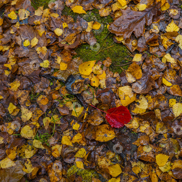 Скачать осенние опавшие листья фотосток Ozero