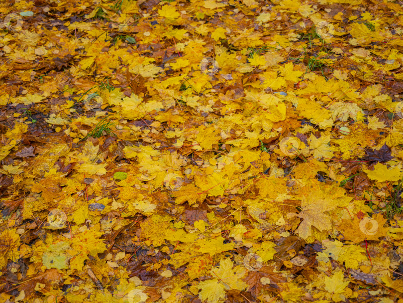 Скачать осенние желтые кленовые листья фотосток Ozero