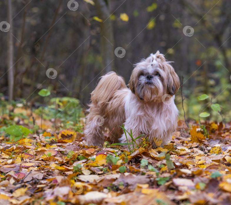 Скачать прогулки с собакой ши-тцу фотосток Ozero