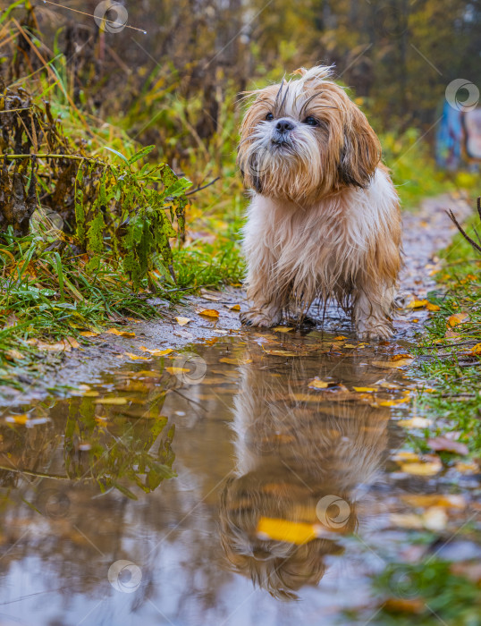 Скачать собака ши тцу стоит возле лужи фотосток Ozero