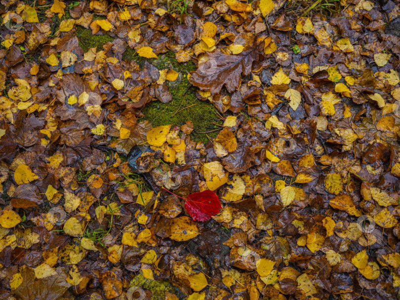 Скачать осенние опавшие листья фотосток Ozero