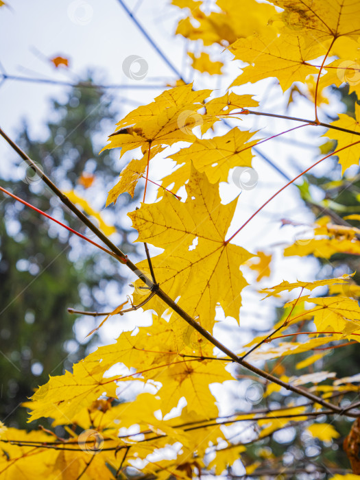 Скачать кленовый лист фотосток Ozero