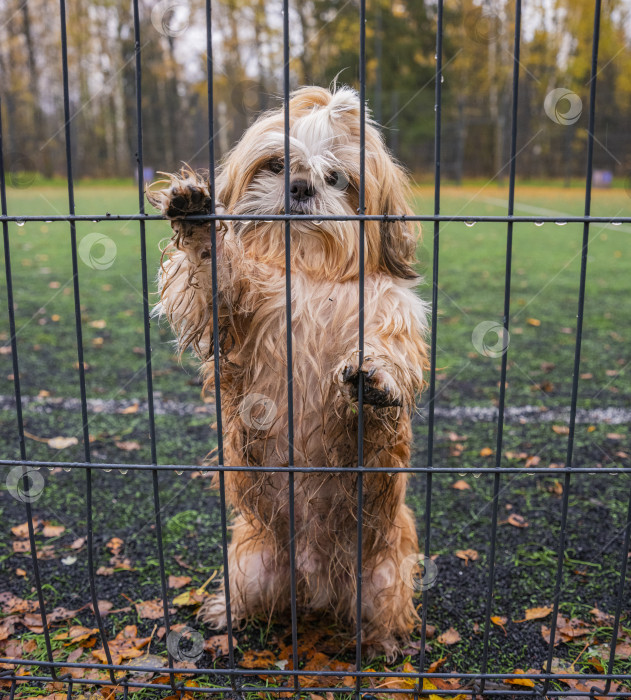 Скачать собака ши-тцу стоит у забора фотосток Ozero
