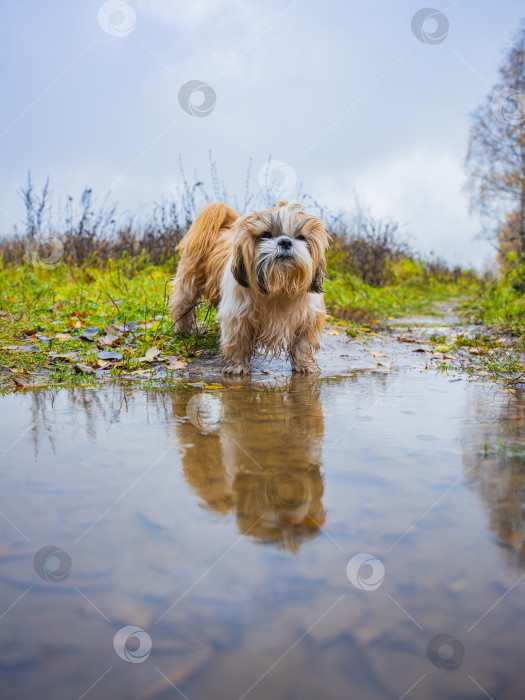 Скачать собака ши тцу стоит фотосток Ozero