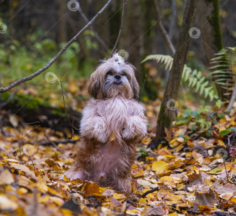 Скачать собака ши тцу гуляет фотосток Ozero